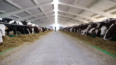 Camera moving along path on cowshed with cattle which eating fresh silage Stock Footage 327158681