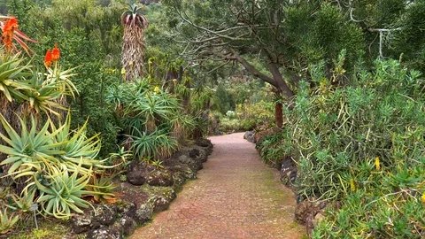 Camera moving along path with fancy plants in Jardin Botanico Viera and Clavijo Stock Footage 123967771