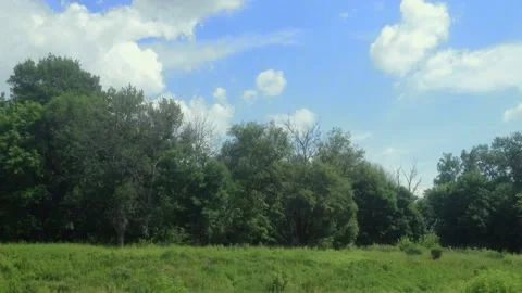 Camera moving along a river bank with a view on birch trees. Stock Footage 130196675
