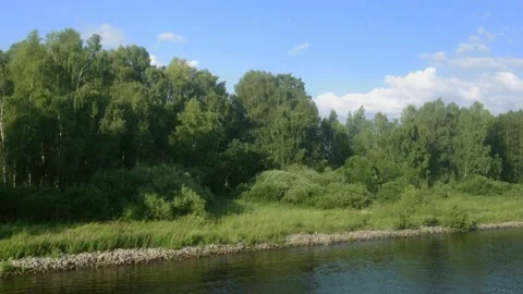 Camera moving along a river bank with a view on birch trees and bushes. Stock Footage 132331146