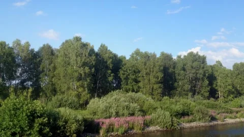 Camera moving along a river bank with a view on bushes, trees and flowers. Stock Footage 136741153