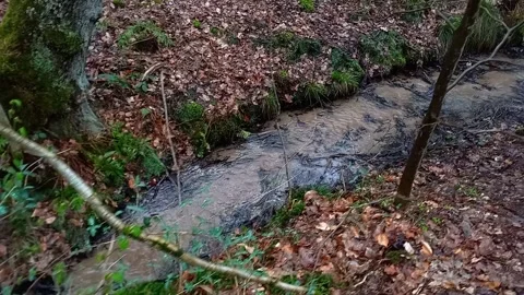 Camera moving along a small forest stream flowing through woodland Stock Footage 339243139