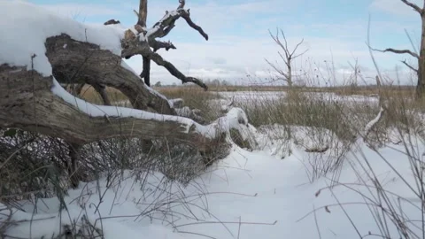 Camera moving along snow covered fallen tree trunk Stock Footage 293082010
