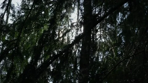 Camera moving along spruce tree and bright sunrays lighting through branches Stock Footage 192027518