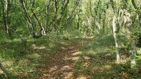 Camera moving along sunny forest trail surrounded by green trees Stock Footage 320387234