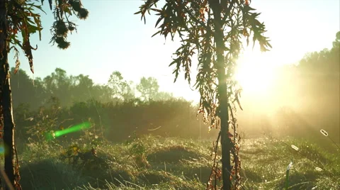 Camera moving up along thistle to the sky with foggy meadow in background Stock Footage 55142405
