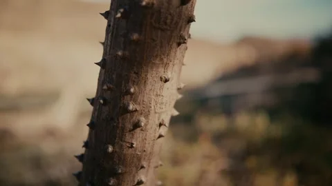 Camera moving along thorny cactus stem in warm sunlight Stock Footage 335241867