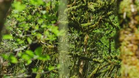 Camera moving up along the trunk in a dense tropical forest with a lot of trees Stock Footage 204865772