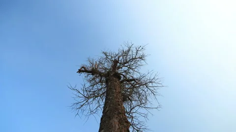 Camera moving along a trunk dolly of a dead tree and blue sky background. Stock Footage 52115053