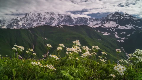 Camera moving along white flowers with snow-capped mountains on the background Stock Footage 179278510
