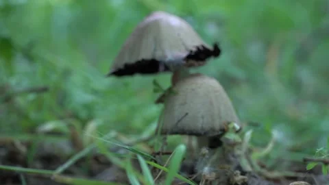 Camera moving and gradually focuses on the group ink cap mushroom in forest. 스톡 동영상 228234914