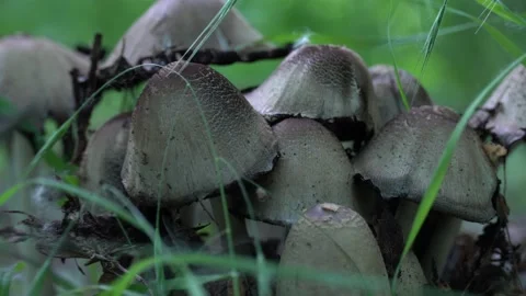 Camera moving and gradually focuses on the group ink cap mushroom in forest. Vidéo 228234940