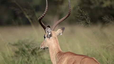 Camera moving around impala in green grassland,akagera national park.medium Vídeo Stock 112181981