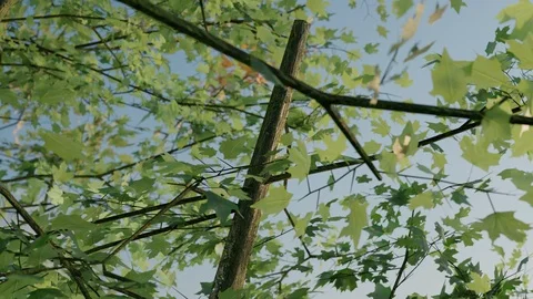 Camera moving around maple tree which changing the color of leaves Video stock 94554028
