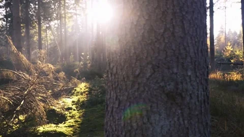 Camera moving around pine tree revealing sunrays through forest Stock Footage 289663382