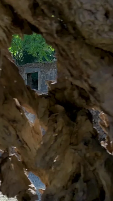 Camera moving around showing abandoned stone house through tree trunk Stock Footage 294963967