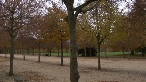 Camera moving autumn trees Stock Footage 53006595