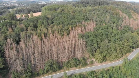 Camera moving away from dying spruce trees surrounded by a green forest 動画素材 122288443
