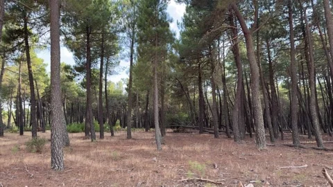 Camera moving backward through a beautiful pine forest 스톡 동영상 344146986