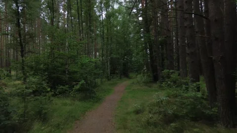 The camera moving backwards along a path through a forest Stock Footage 320568142