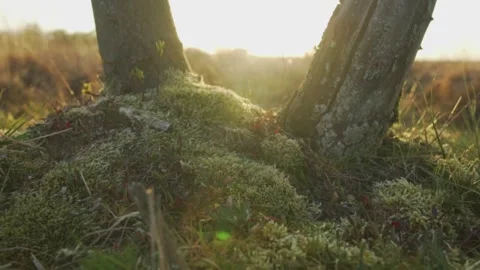 Camera moving backwards revealing beautiful sunset behind trees Stock Footage 291881548