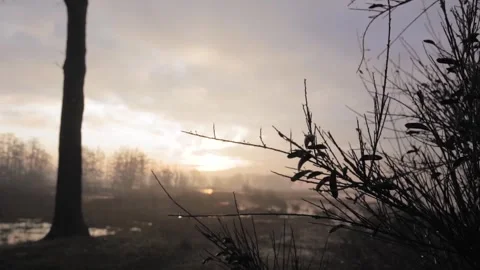 Camera moving behind branches revealing sunrise over marsh Stock Footage 292924426