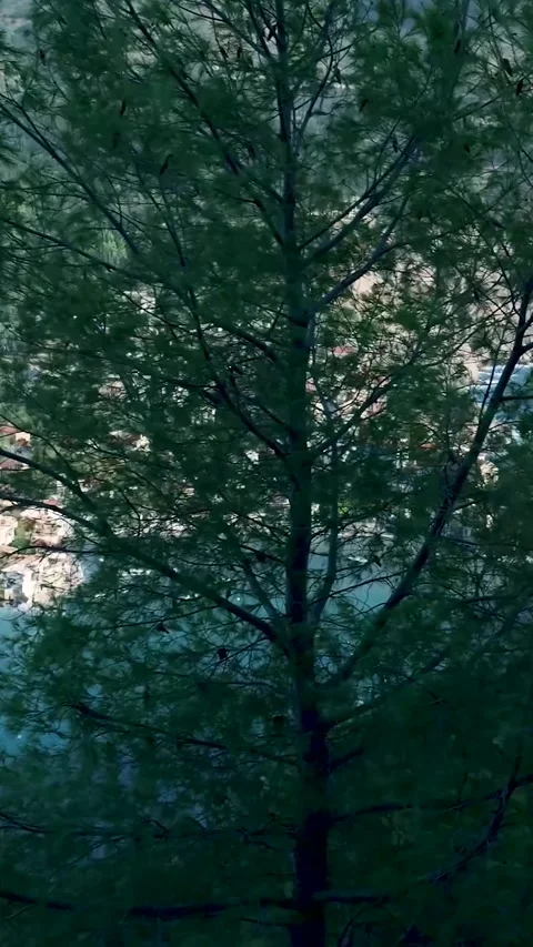 Camera moving behind tree revealing beautiful bay Stock Footage 294963771