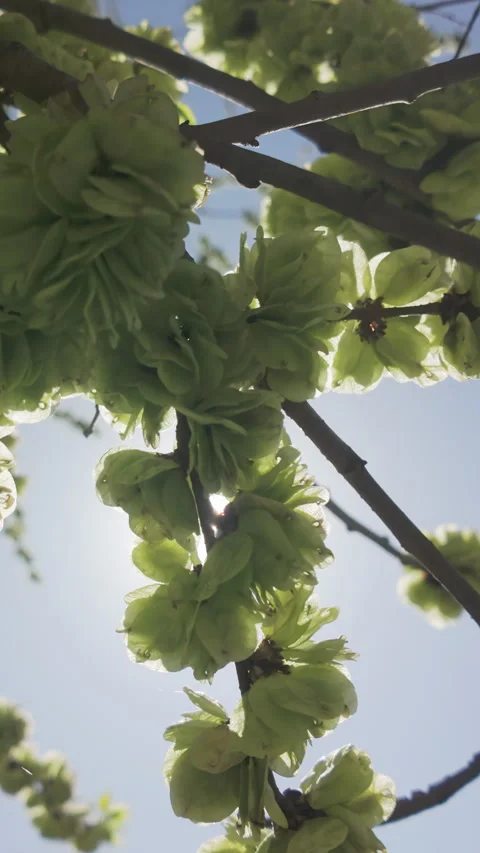 Camera moving below branches covered with many clusters of seeds of Wych Elm, Stock Footage 327974107