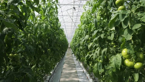 Camera is moving between green tomato vines in a greenhouse on a farm. Stock Footage 195013093