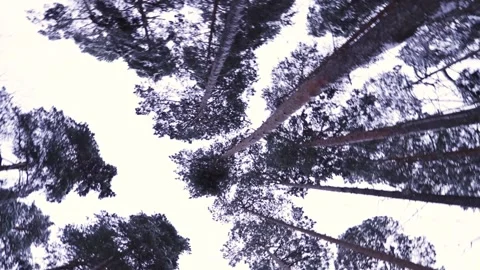 Camera moving between pine crones trees in winter time. View from bottom to up. Stock Footage 140096978
