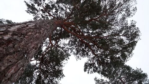 Camera moving between pine crones trees in winter time. View from bottom to up. 動画素材 140096994