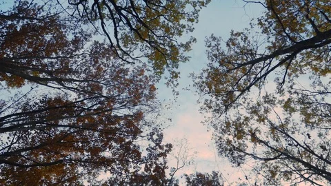 Camera moving branch with colored leaves on the background of the sky autumn Video stock 98604936