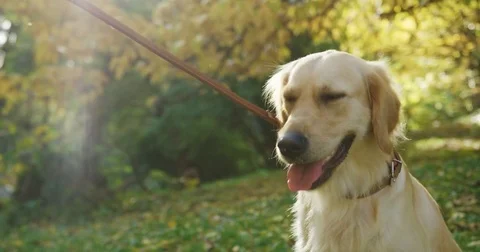 Camera moving from close up of labrador muzzle on the leash to the attractive Stock Footage 82510953