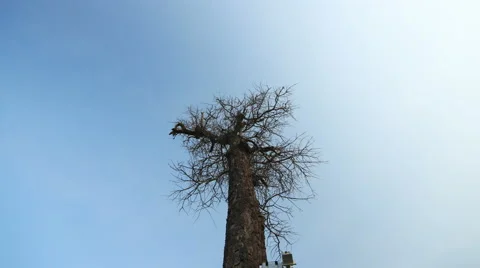 Camera moving, a dead tree and blue sky background, 4K 4096x2304. Stock Footage 49119992