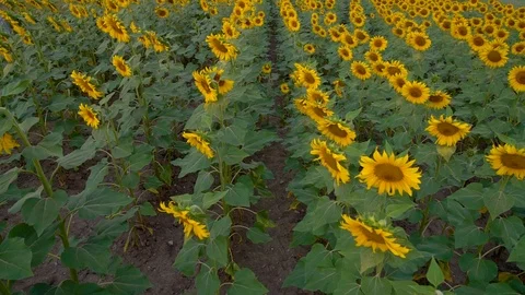 Camera moving on dolly over sunflowers Field, Agriculture Harvest, Agrarian Stock Footage 90421055