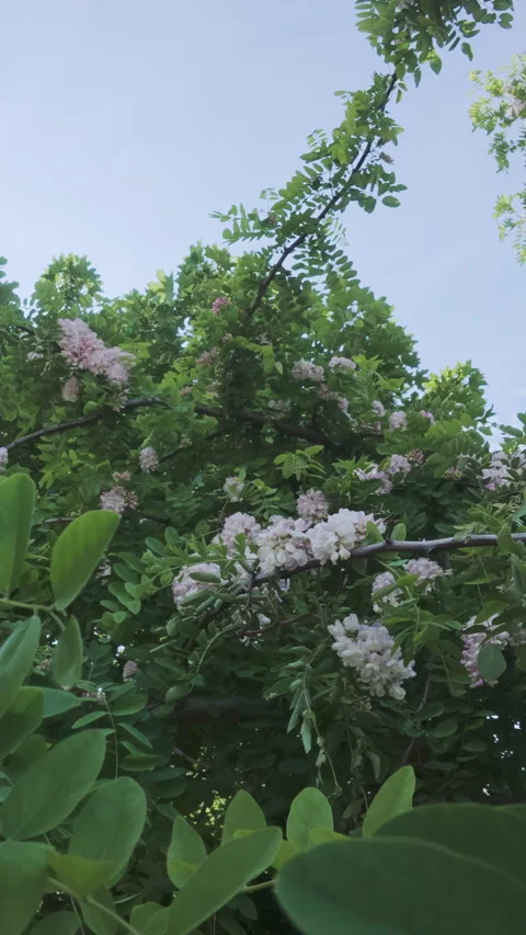 Camera moving down between branches of Pink Acacia tree covered with white-pink Stock Footage 324270704