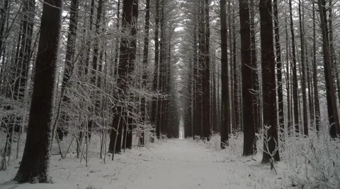 Camera moving down trail between tall straight pines in the winter Stock Footage 61005928