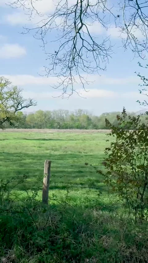 Camera Moving Down Tree Revealing Beautiful Sunny Meadow Vidéo 335476421