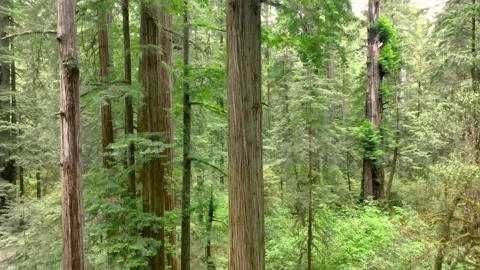 Camera moving up the entire redwood tree. Video stock 295811083