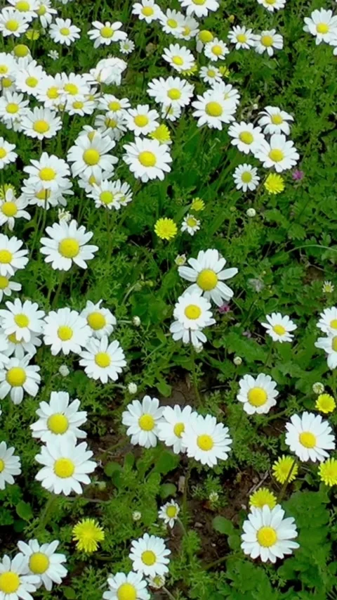 Camera moving on field of daisies, vertical shot Видео 329469905