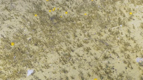 Camera moving up from flowers to far hills Stock Footage 93238265