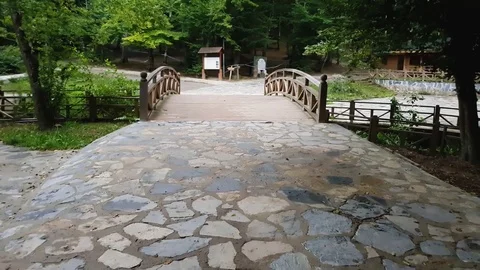 Camera moving in the forest Stock Footage 83747221