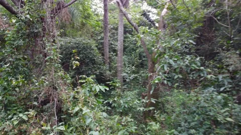 The camera moving into the forest Stock Footage 156201222