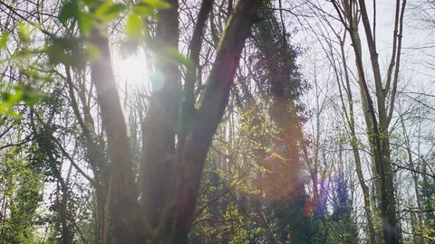 Camera moving in a forest as it looks up to the sunlight 库存影片 106877068