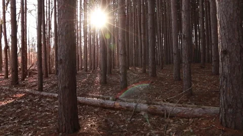Camera moving up in forest of tall pines toward sun Stock Footage 48908567