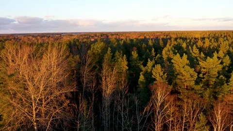Camera moving forward above autumn forest at sunset, aerial view Stock Footage 289007163
