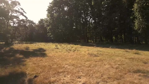 Camera moving forward above beautiful sunny forest landscape Stock Footage 293158533