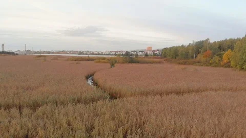 Camera moving forward above duckboards path and reed field. Helsinki Finland Video stock 105676330
