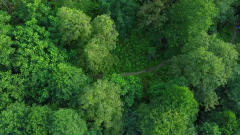 Camera moving forward above hiking trail surrounded by lush green forest Stock Footage 292807005