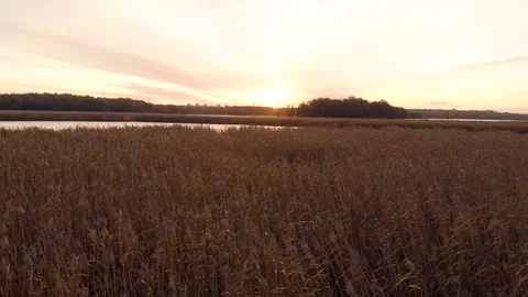Camera moving forward above reed field towards sea water. Helsinki Finland Stock Footage 105675367